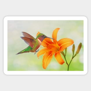 Hummingbird and Orange Day Lily Sticker